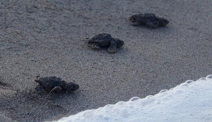 Patara’da yavru caretta carettalar denizle buluşturuldu