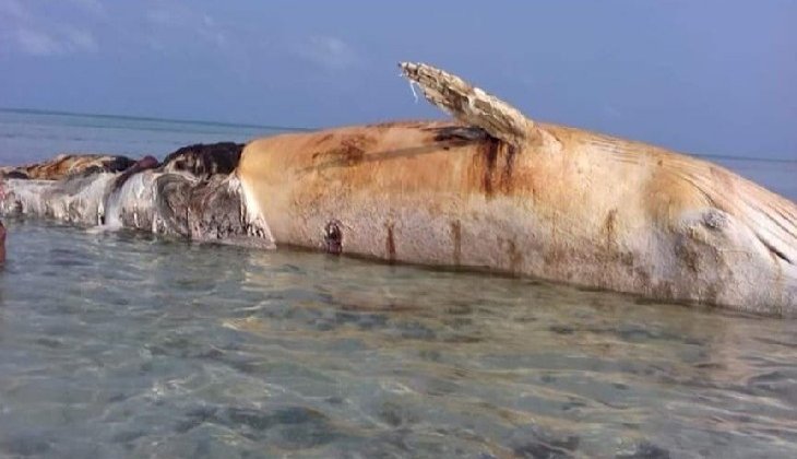 Dev balina, deniz mayınının patlaması nedeniyle telef oldu