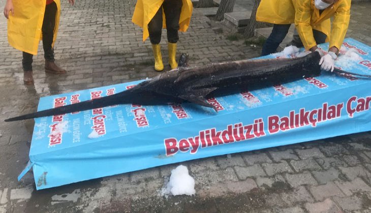 Marmara Denizi açıklarında dev “Kılıç Balığı” yakalandı