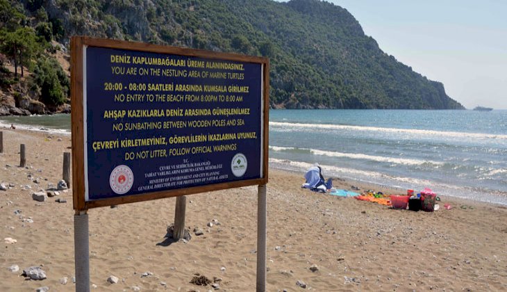 Korona virüs deniz kaplumbağalarına yaradı