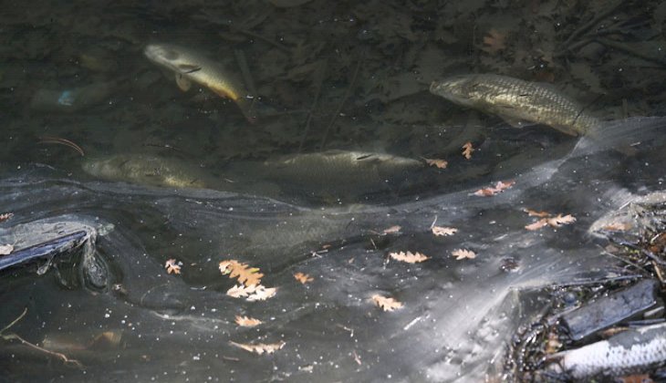 Bursa’da çevre felaketi! Balık ölümleri tedirgin etti