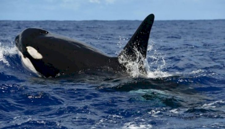 Japonya'da 31 yıllık aranın ardından balina avcılığı tekrar başlıyor