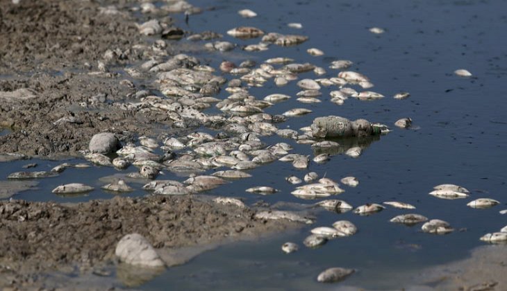 Bursa'da çevre felaketi! Binlerce balık telef oldu