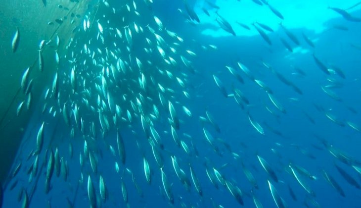 Ege Üniversitesi'nden bir grup akademisyen 39 farklı deniz türü tespit etti