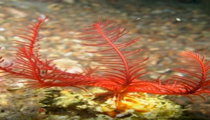Dünyada sayılı bulunan mercan tarlasına Çınarcık açıklarında rastlandı