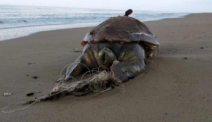 30 kilometrelik sahil bandında 6 ayda 14 caretta caretta ölü bulundu