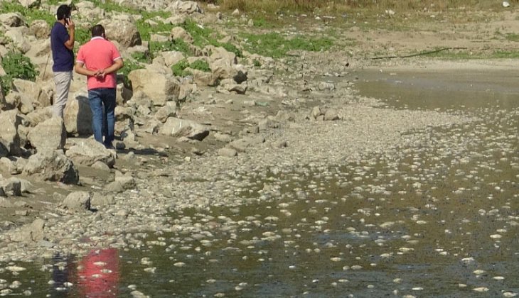 Bursa’da çevre felaketi büyüdü, balık ölümleri katlandı