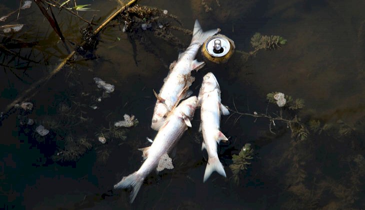 Balık ölümlerinde kimyasal madde ihtimali!