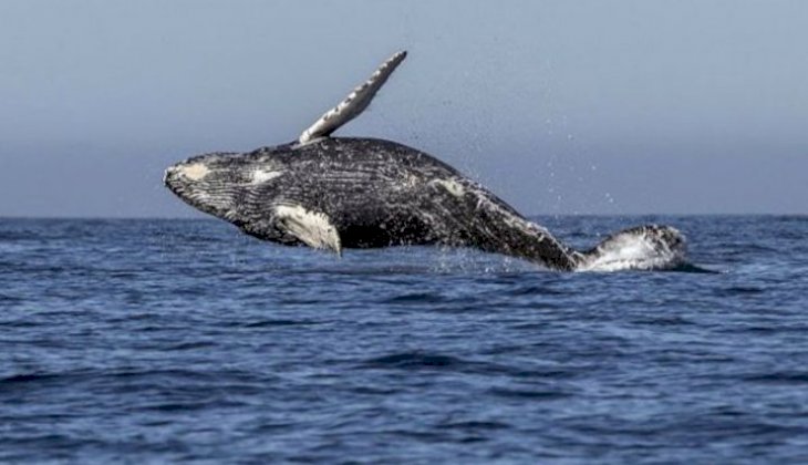 30 yıllık yasak kaldırılıyor, ticari balina avcılığına yeniden başlıyor!