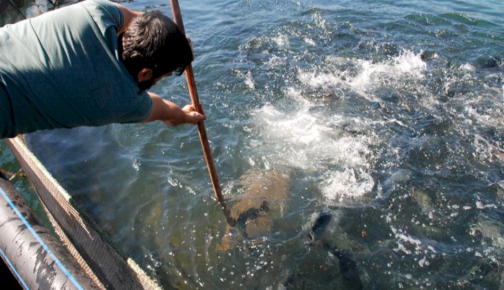 Koronavirüs, somon balığı ihracatını da etkiledi
