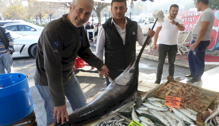 Marmara denizinde yakalanan kılıç balığının kilosu 100 liradan satıldı