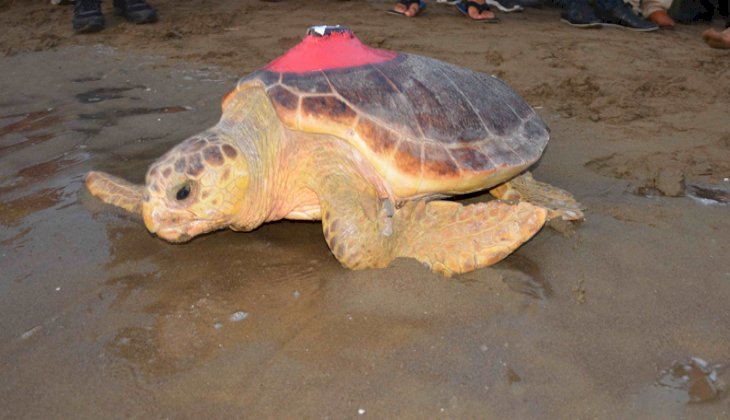 Tedavileri tamamlanan 20 caretta caretta denize bırakıldı