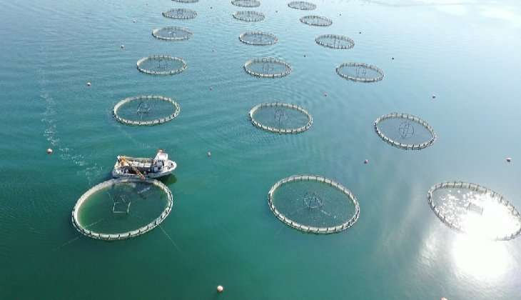 Kayseri, somon balığı ihracatını artırmayı hedefliyor