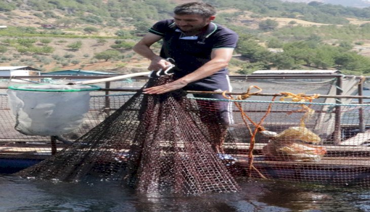 Kahramanmaraş'ta tatlı su balığı üretiminden 8 milyon euro gelir!