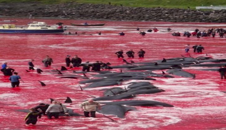 O ülkede 100'den fazla balina katledildi