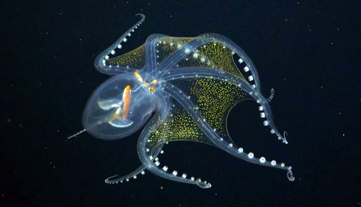 Pasifik Okyanusu'nun derinliklerinde "cam ahtapot" görüntülendi