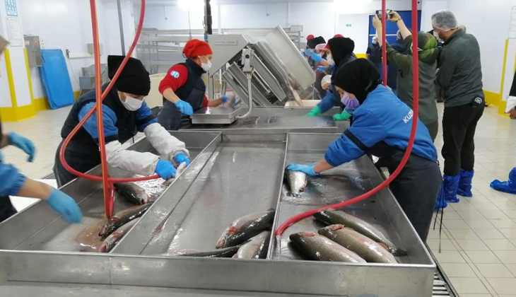 Rize'den somon balığı ihracatında artış!