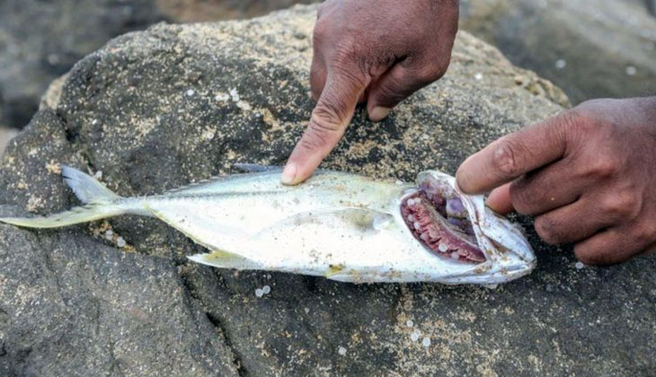 Sri Lanka'daki X-Pearl Gemisinin batmasının ardından, yüzlerce ölü deniz hayvanı kıyıya vurdu