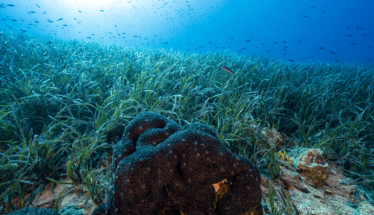 Türkiye’den Açık Denizler İçin Tarihi Adım: BBNJ Anlaşması Yürürlükte