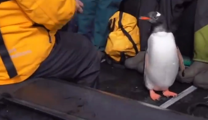 Balinadan kaçan penguen turist botuna atlayarak kurtuldu