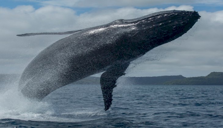 Yüzerken katil balinalarla karşılaştılar